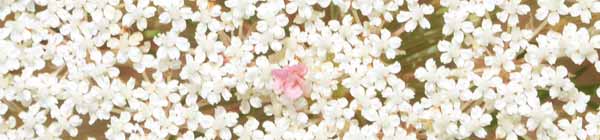 Queen Annes Lace Queen Annes Lace