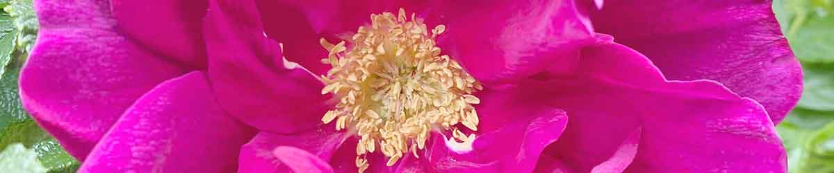 Rosa De La Hay Rose Flower