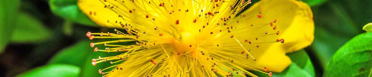 Rose of Sharon Flowers Garlic Flowers