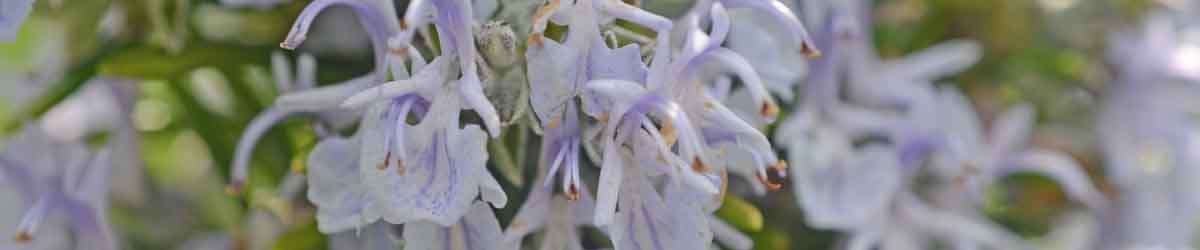 Rosemary flowers in nature