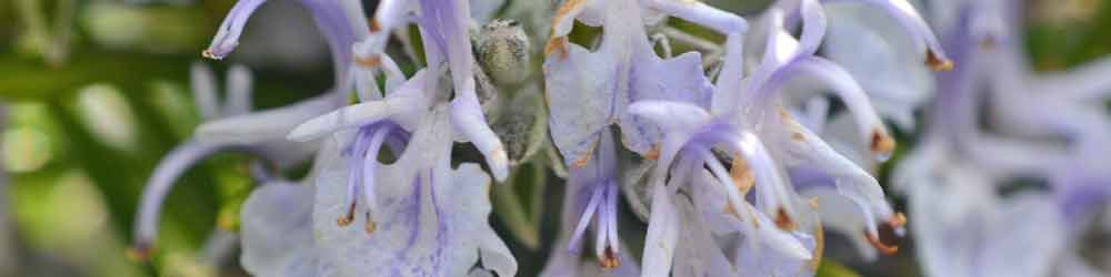 Rosemary Flowers Rosemary flowers - close up of flowers with a leafy background