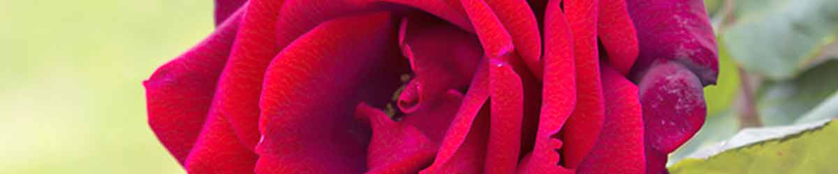 Ruby Red Rose Flower Ruby Red Rose flower - close up of flower with a green background