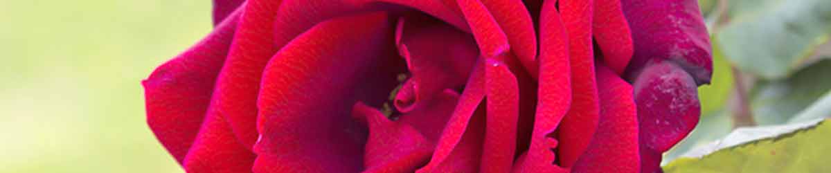 Ruby Red Rose flower - close up of flower with a green background