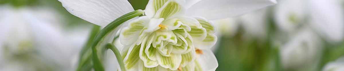Snowdrop flower Snowdrop flower