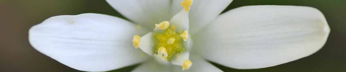 Star of Bethlehem - one of the essences in the Revival Remedy combination Star of Bethlehem flower close up