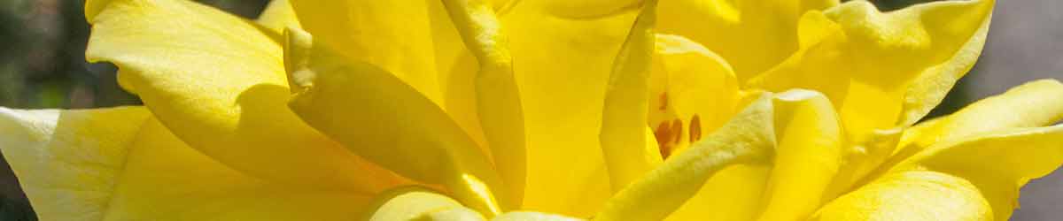 Sunblest Rose Flower