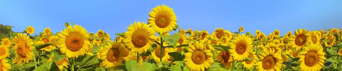 Sunflowers in a field