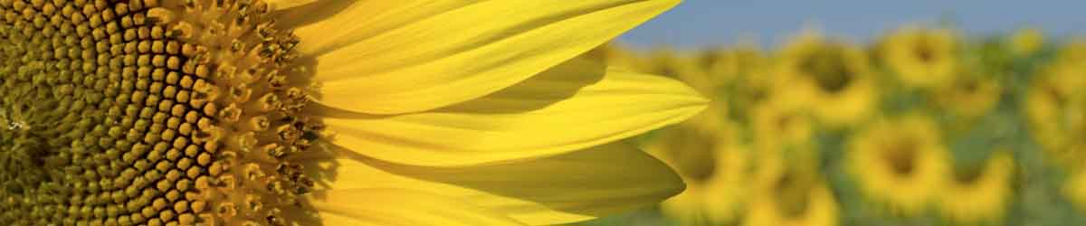 Sunflower - Masculine Balance, Leadership & Intuition