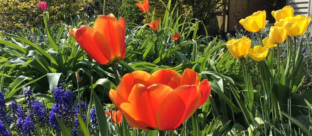 Tulip flowers in a garden