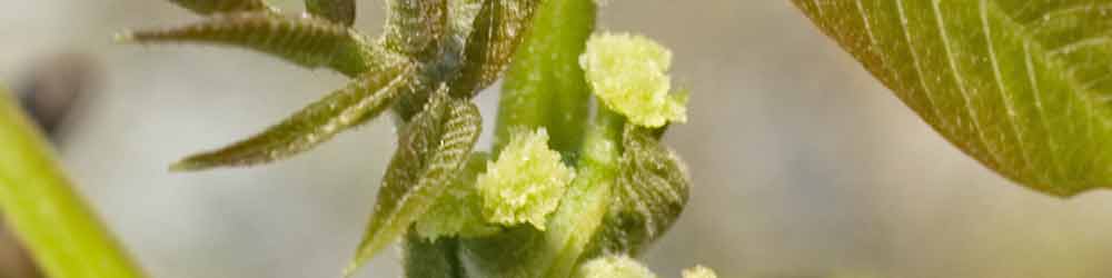 Walnut Flower - Change & Adaptability Walnut Flower - Change & Adaptability
