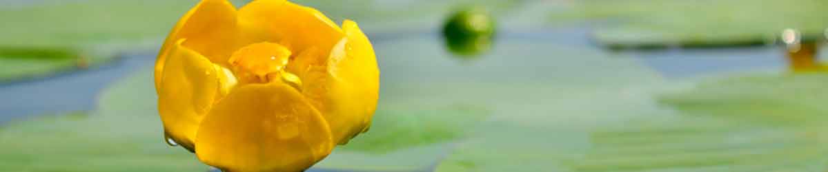 Water Lily Flower Water Lily Flower sitting in a pond
