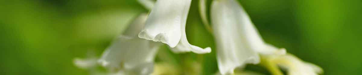 White Bluebell flowers on a green background