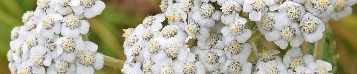 Beautiful Yarrow flowers Yarrow flowers in nature