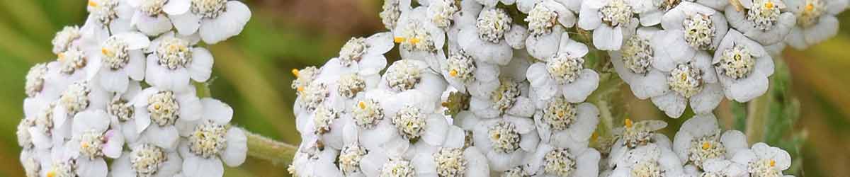 Yarrow flowers in nature