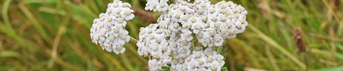 Yarrow flowers - close up of flowers with a grassy background