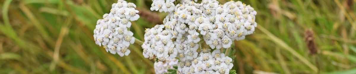 Yarrow Flowers Yarrow flowers - close up of flowers with a grassy background