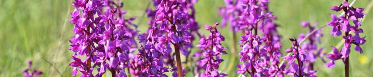 Wild Orchid Flowers Wild Orchid Flowers with a grassy background