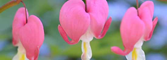 Three Bleeding Heart flowers