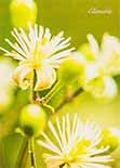 Bach Spirit Cards - Clematis Bach Spirit Cards - Clematis