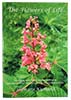 The Flowers of Life book The Flowers of Life book