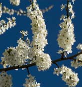 Cherry Plum - Bach Remedies Cherry Plum - Bach Remedies