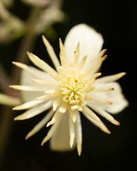 Clematis Flower