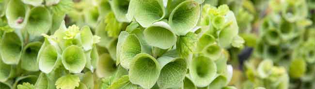 Bells of Ireland Flowers