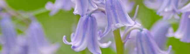 Bluebell flowers in the wild
