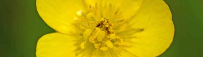 Buttercup Flower