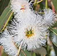 Eucalyptus flower