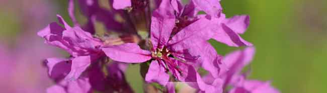 Loosestrife flowers