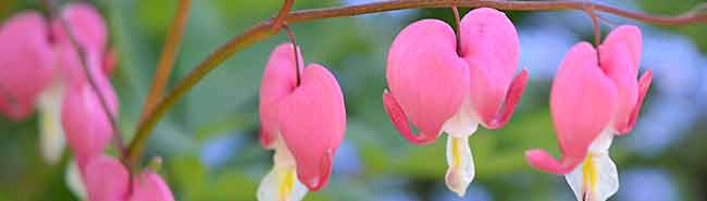 Bleeding Heart flowers