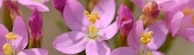 Centaury Flowers