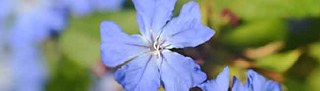 Water Violet flowers