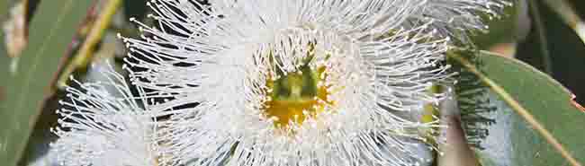 Eucalyptus flowers