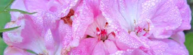 Geranium flower