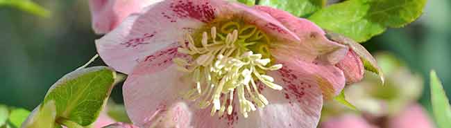 Hellebore flower