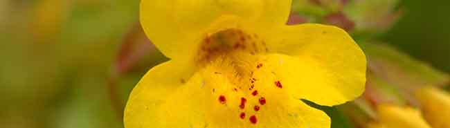 Mimulus flowers