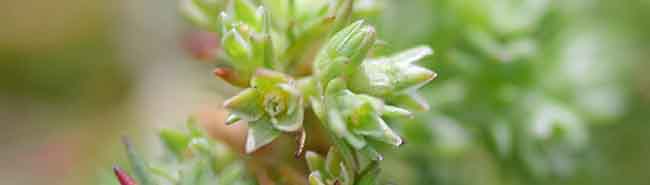 Scleranthus flowers