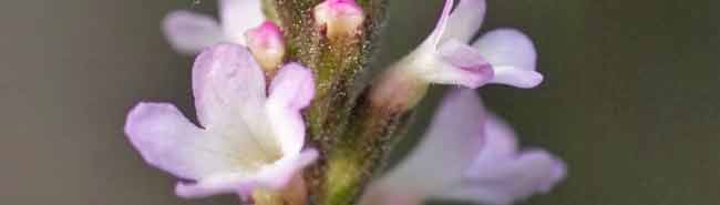 Vervain flowers