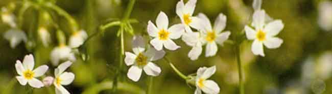 Water Violet flowers