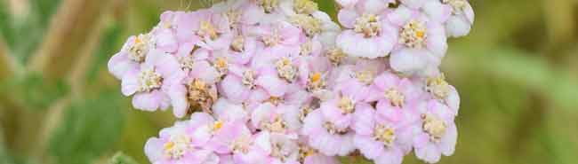 Yarrow Flower