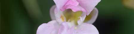 Impatiens Flower