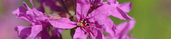 Loosestrife Flower