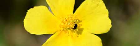 Rock Rose Flower