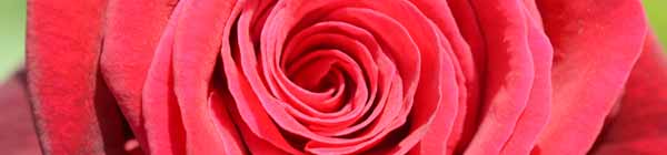 Rosa Deep Secret Flower
