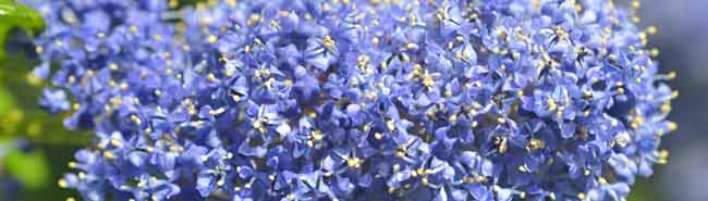 Ceanothus flowers