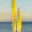 Aloe Vera Flowers