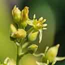 Avocado Flowers