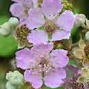 Blackberry Flowers